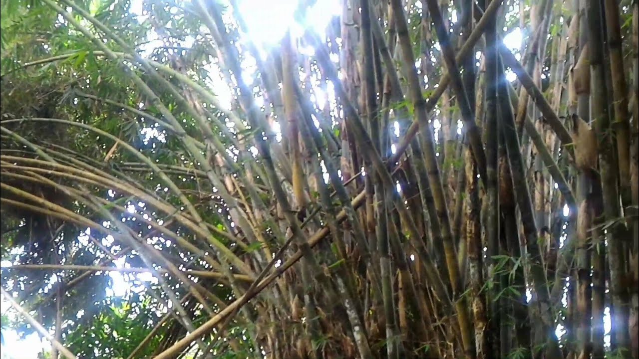 Kerajinan Dari Bambu Apus