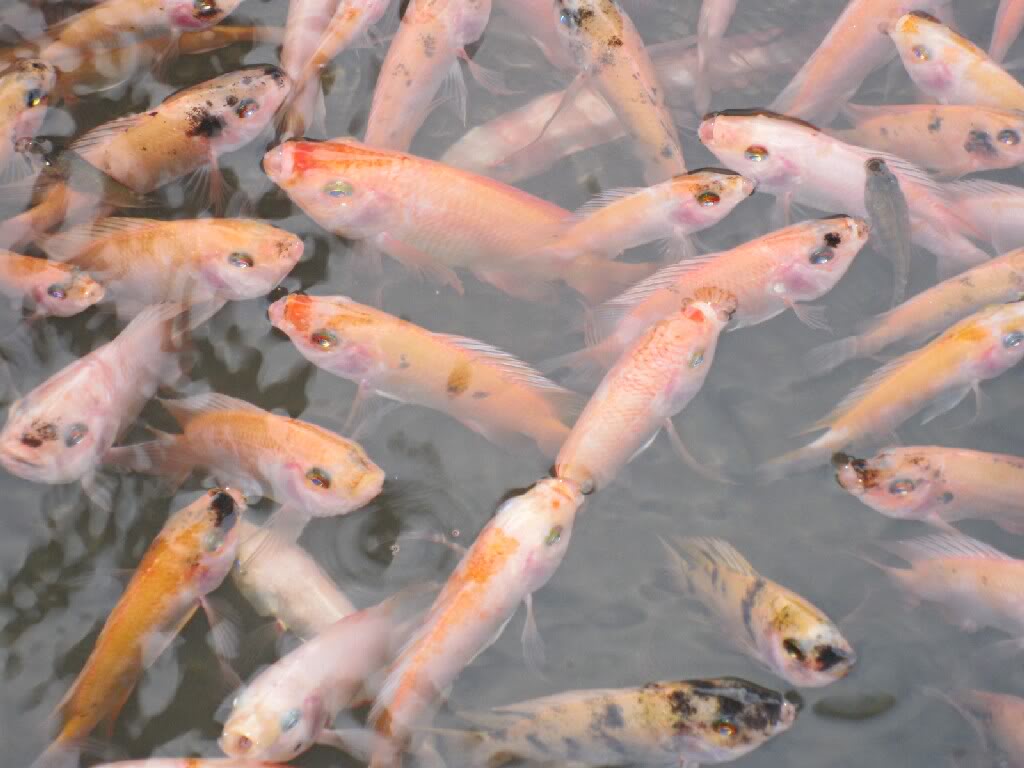 ikan nila