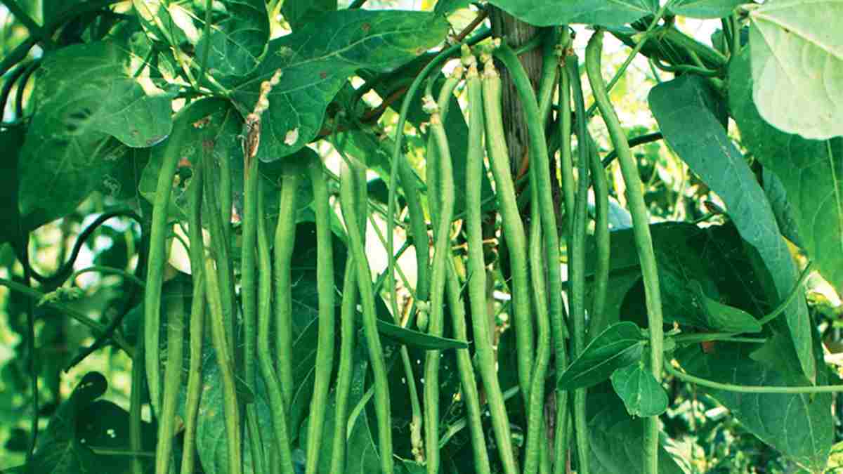 Manfaat kacang panjang untuk kesehatan