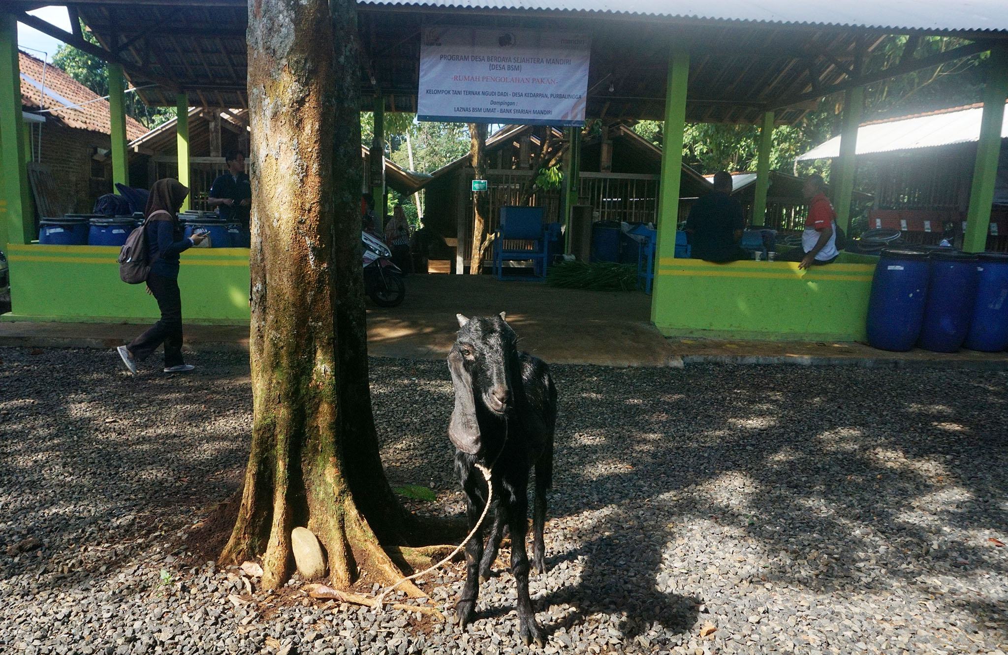 Definisi Aroma Kambing