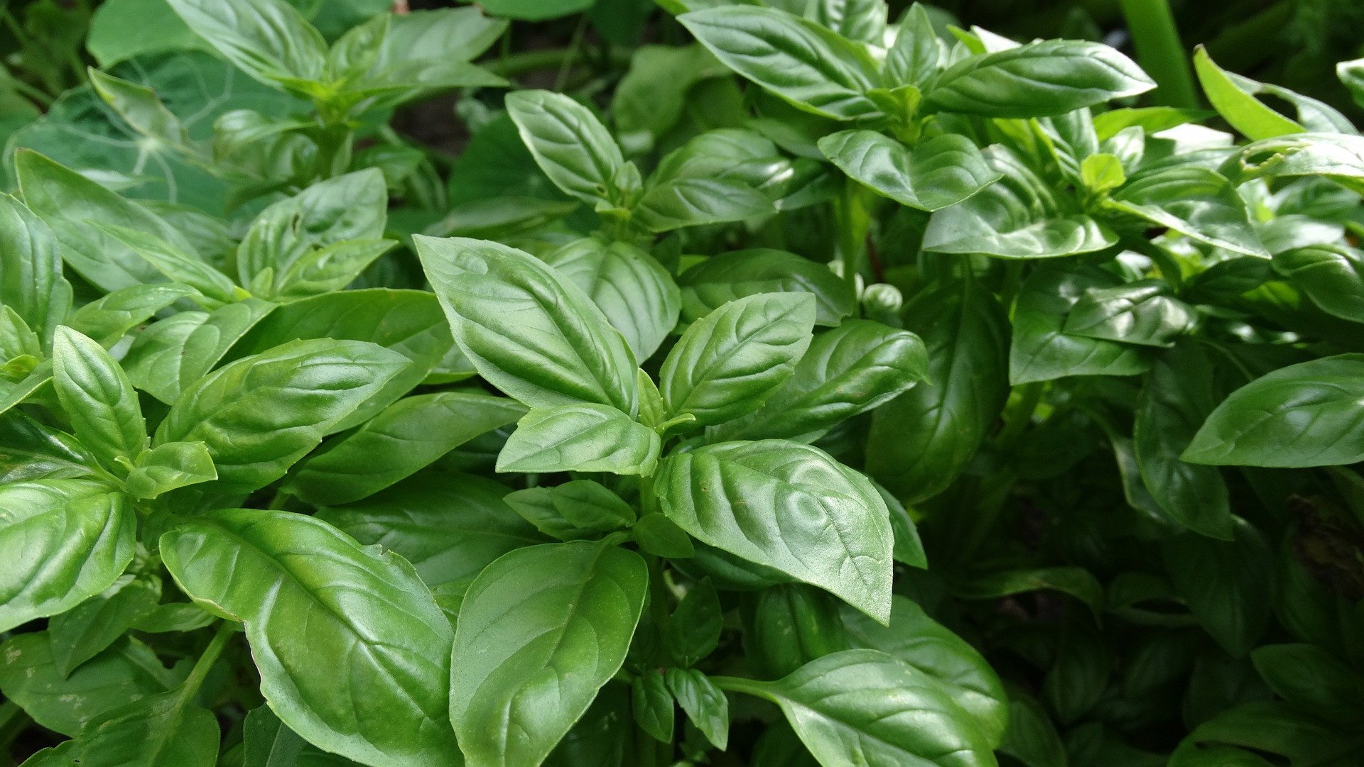 Manfaat Daun Kemangi