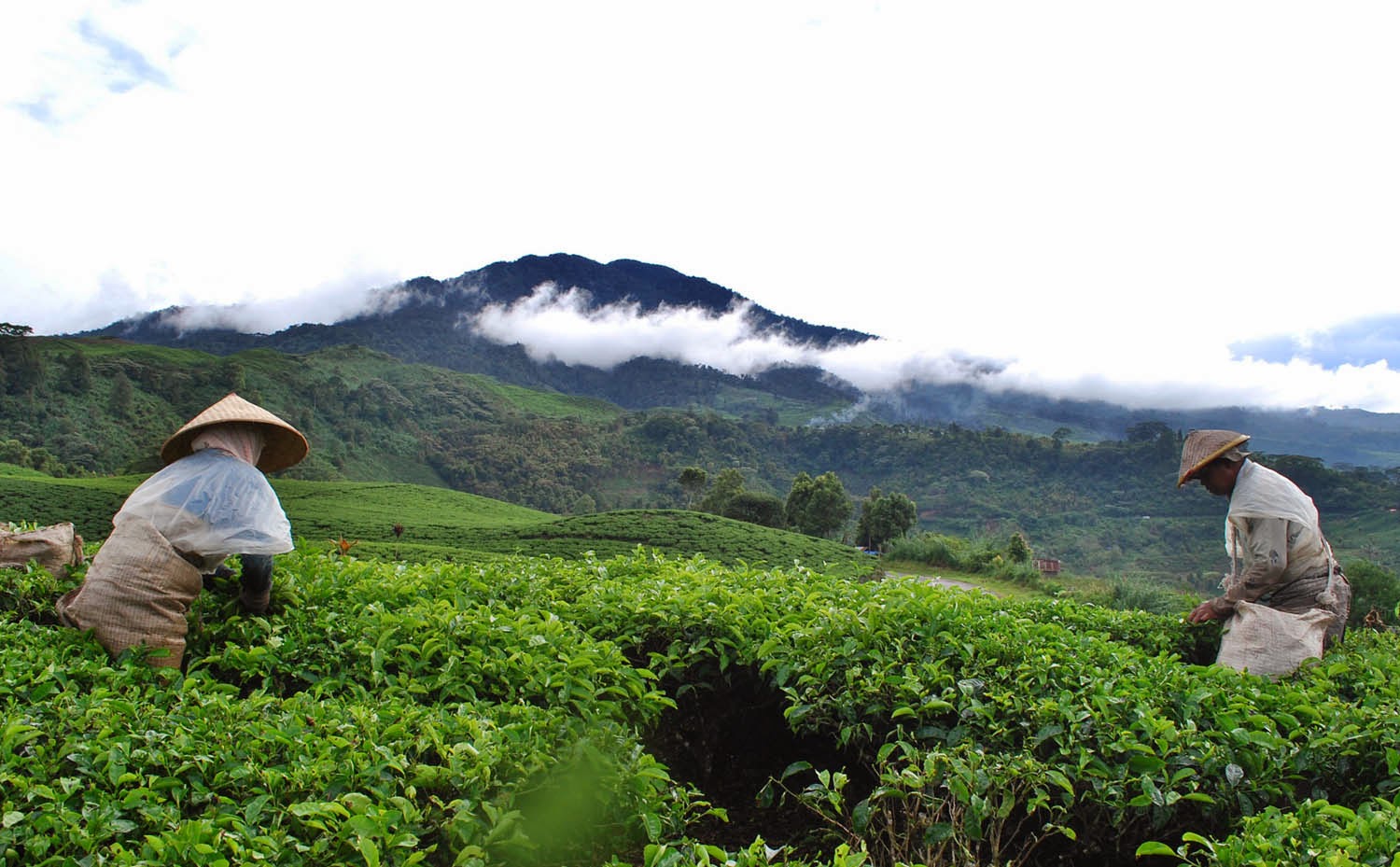 Usaha Peningkatan Hasil Agraris Diversifikasi