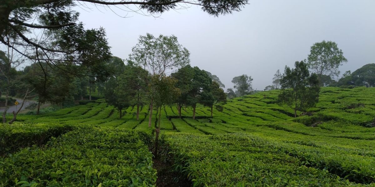Usaha Peningkatan Hasil Agraris Diversifikasi