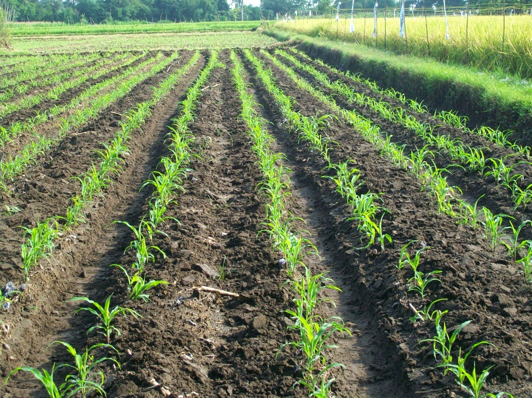Penanaman Jagung