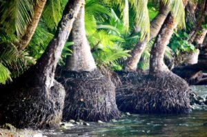 Peluang Usaha Kelapa