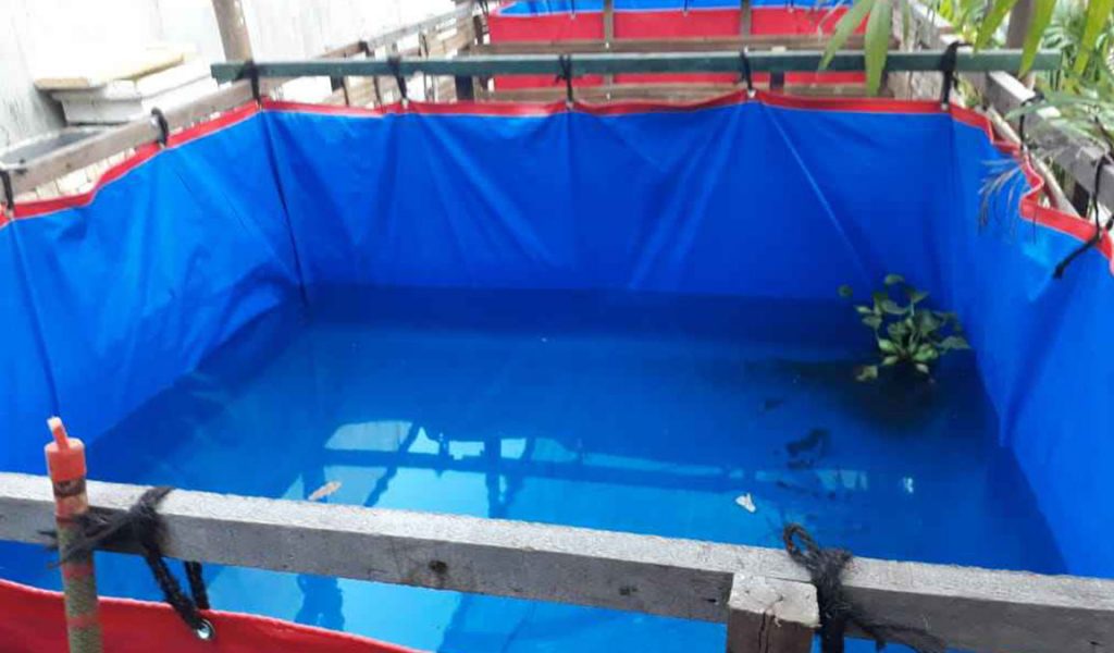jenis lobster air tawar