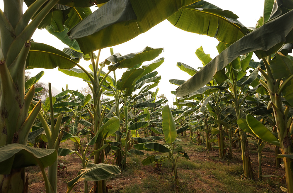 budidaya pohon pisang