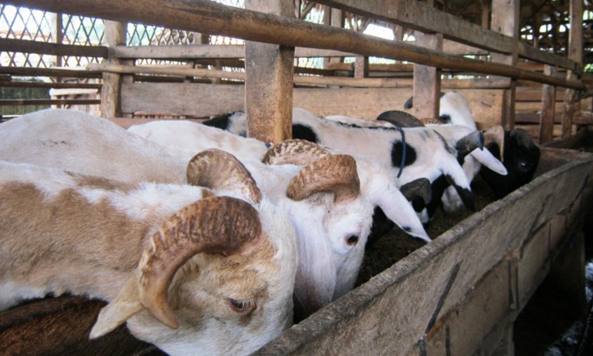Membuat Kandang Domba Garut