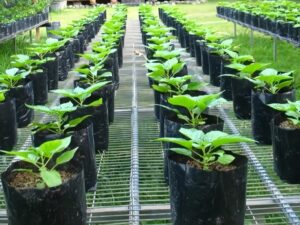 cara menanam cabe di polybag