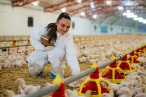 cara usaha ternak ayam kampung