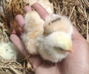 cara usaha ternak ayam kampung