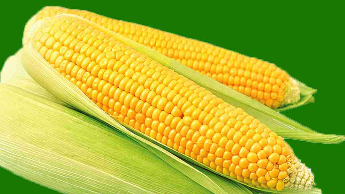 Jagung