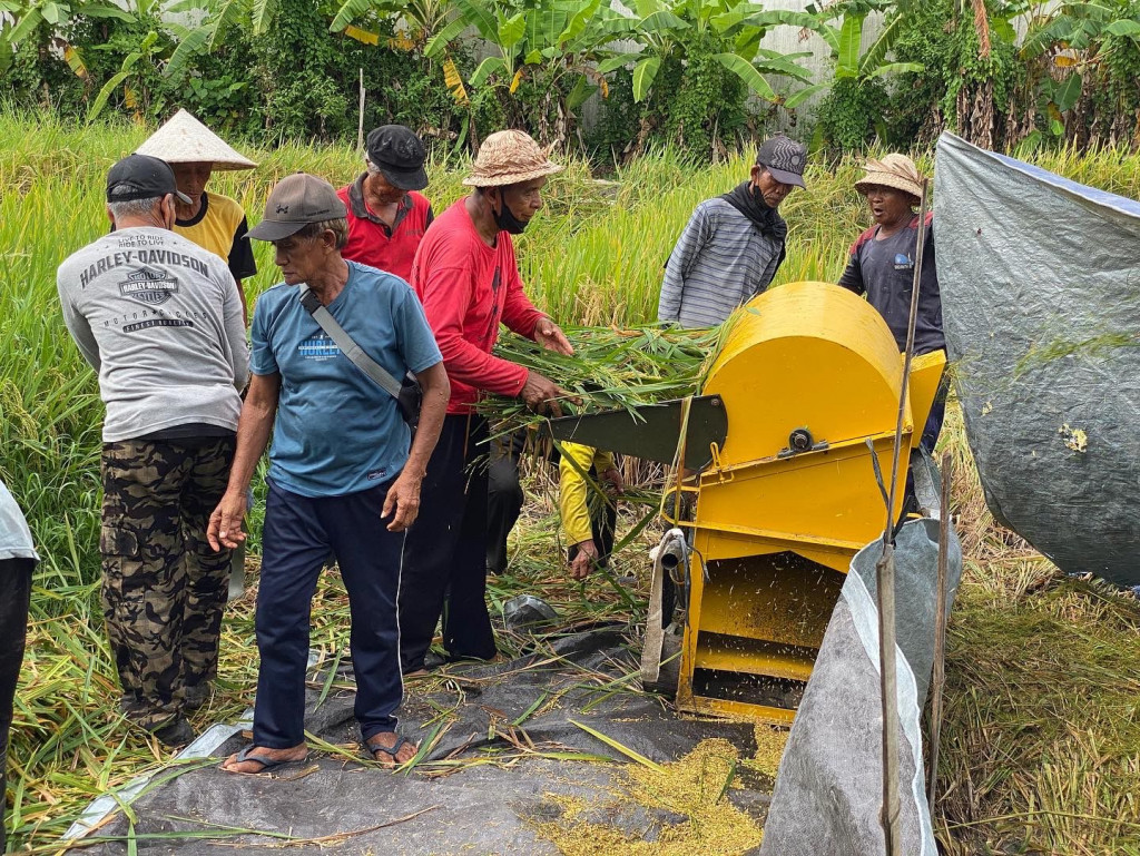 proses perontokan padi