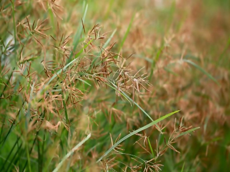 rumput teki untuk kesehatan