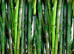 Manfaat bambu alami