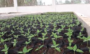 Cara Membuat Bibit Cabe