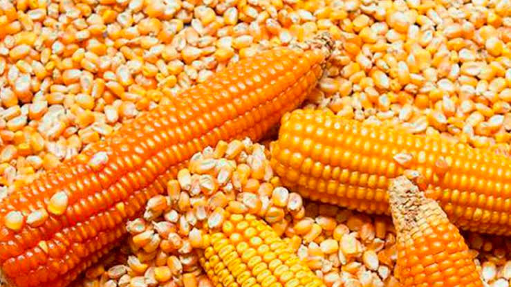 cara mendapatkan jagung pipilan bersih