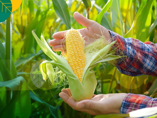 jagung setelah dipanen diapakan