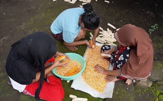 penyebab biji jagung pecah saat dipipil