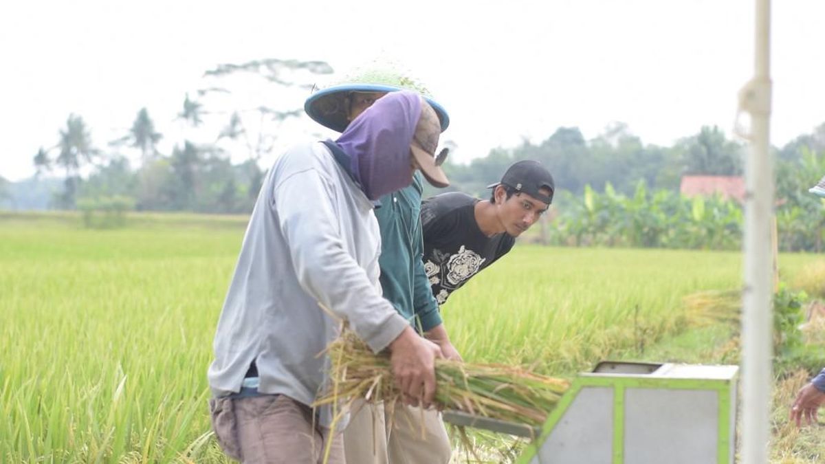 tips mengurangi kehilangan gabah saat perontokan
