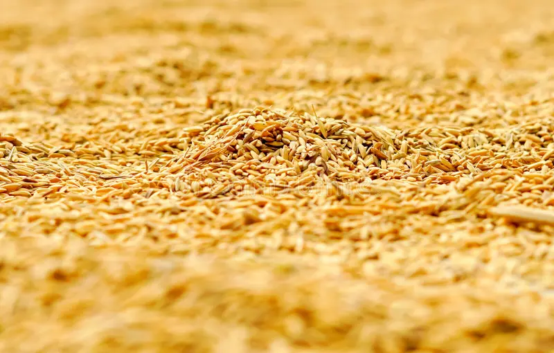 penyebab hasil panen combine harvester kurang maksimal