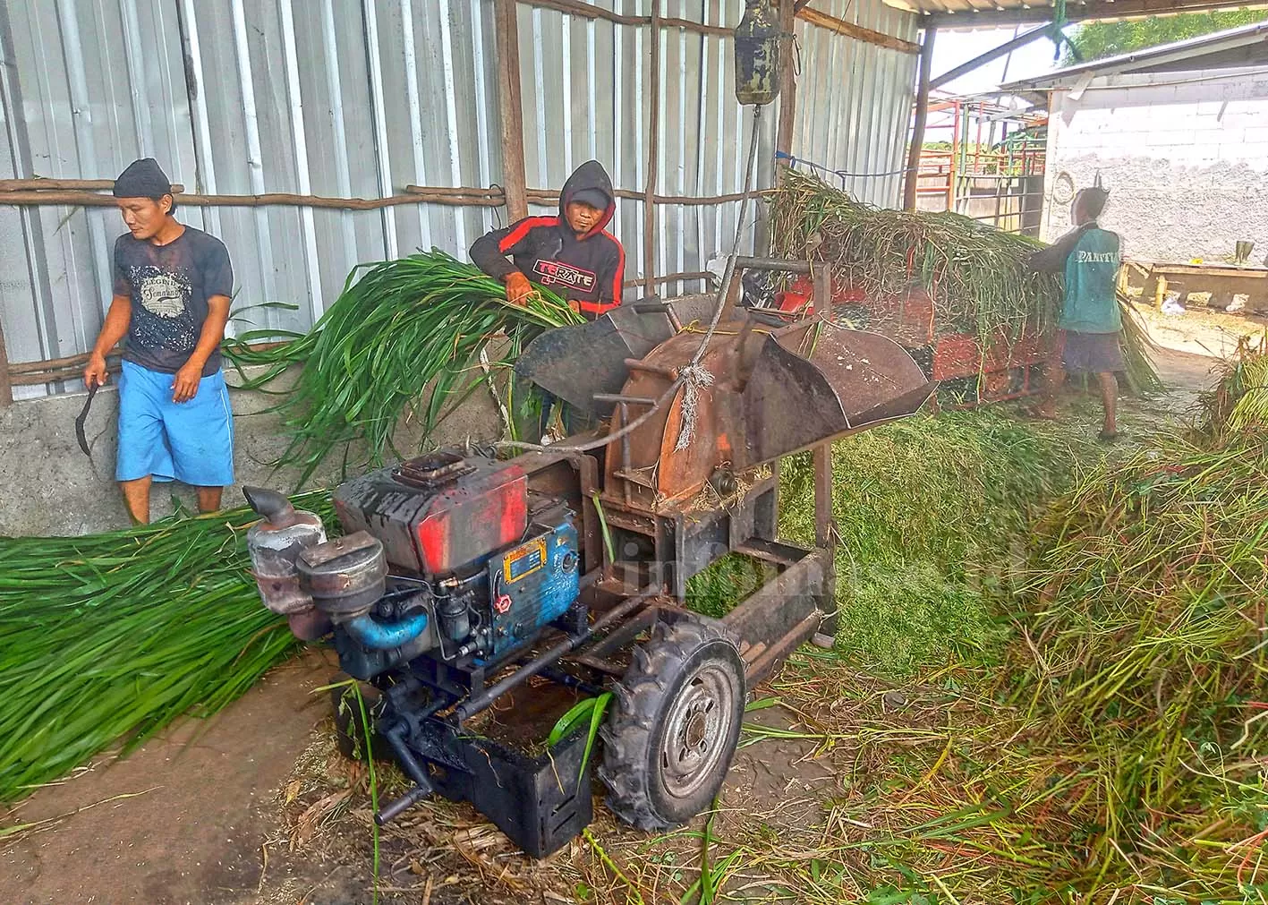 mesin pencacah rumput hemat tenaga
