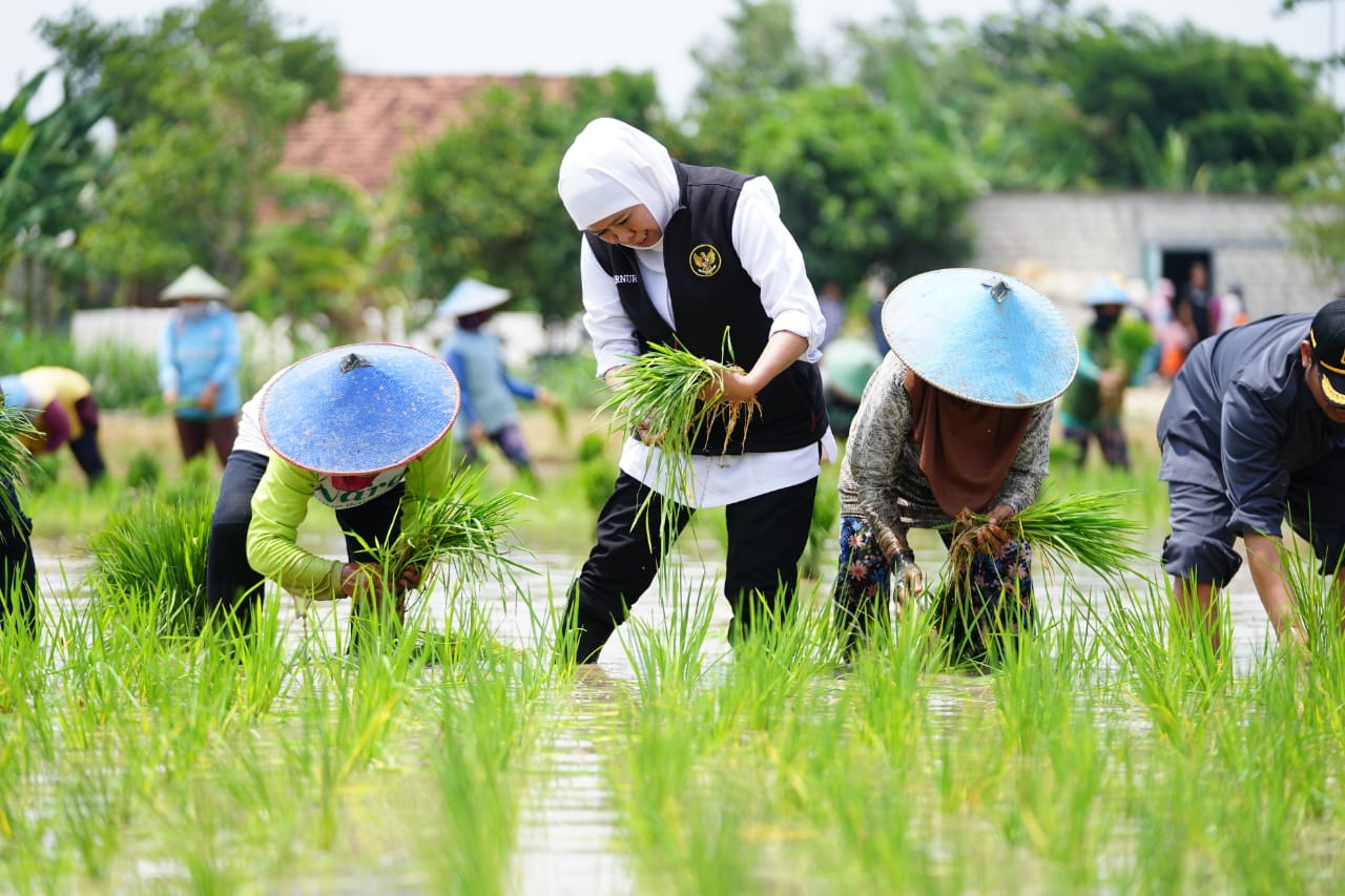 mesin tanam padi untuk pertanian modern