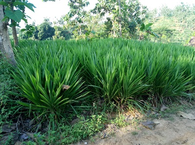 rumput gajah