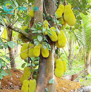 kemasan keripik nangka