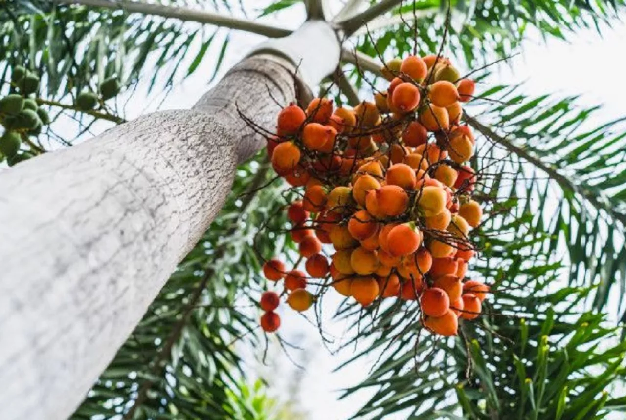 rebusan buah pinang