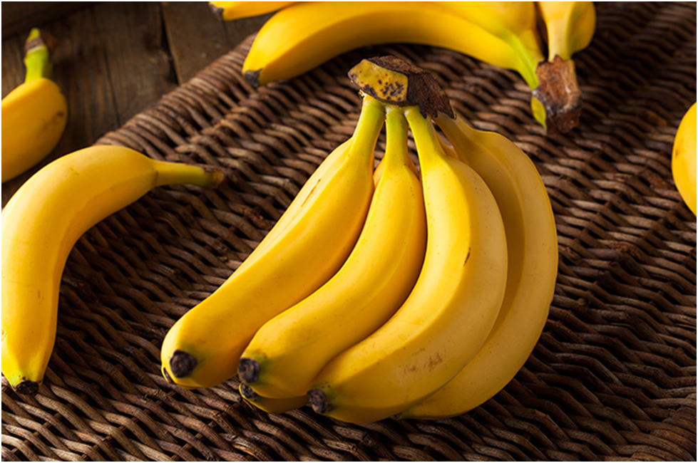 bisnis pohon pisang