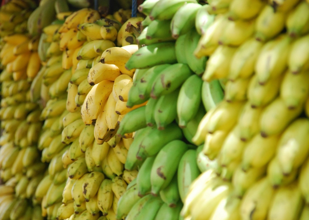 cara memanen buah pisang