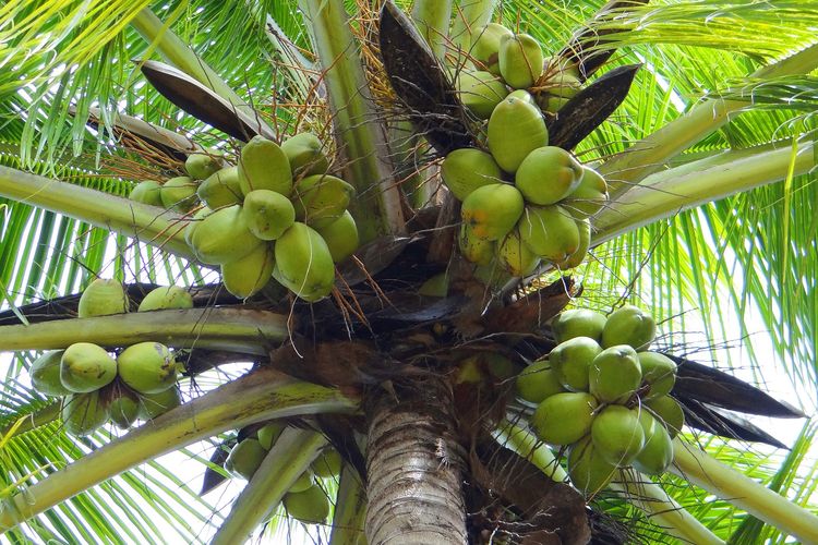 Coconut tree cultivation