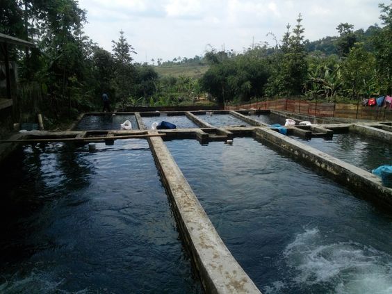 Ternak Nila kolam beton