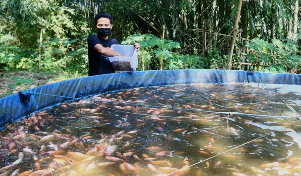 Berternak ikan nila bioflok