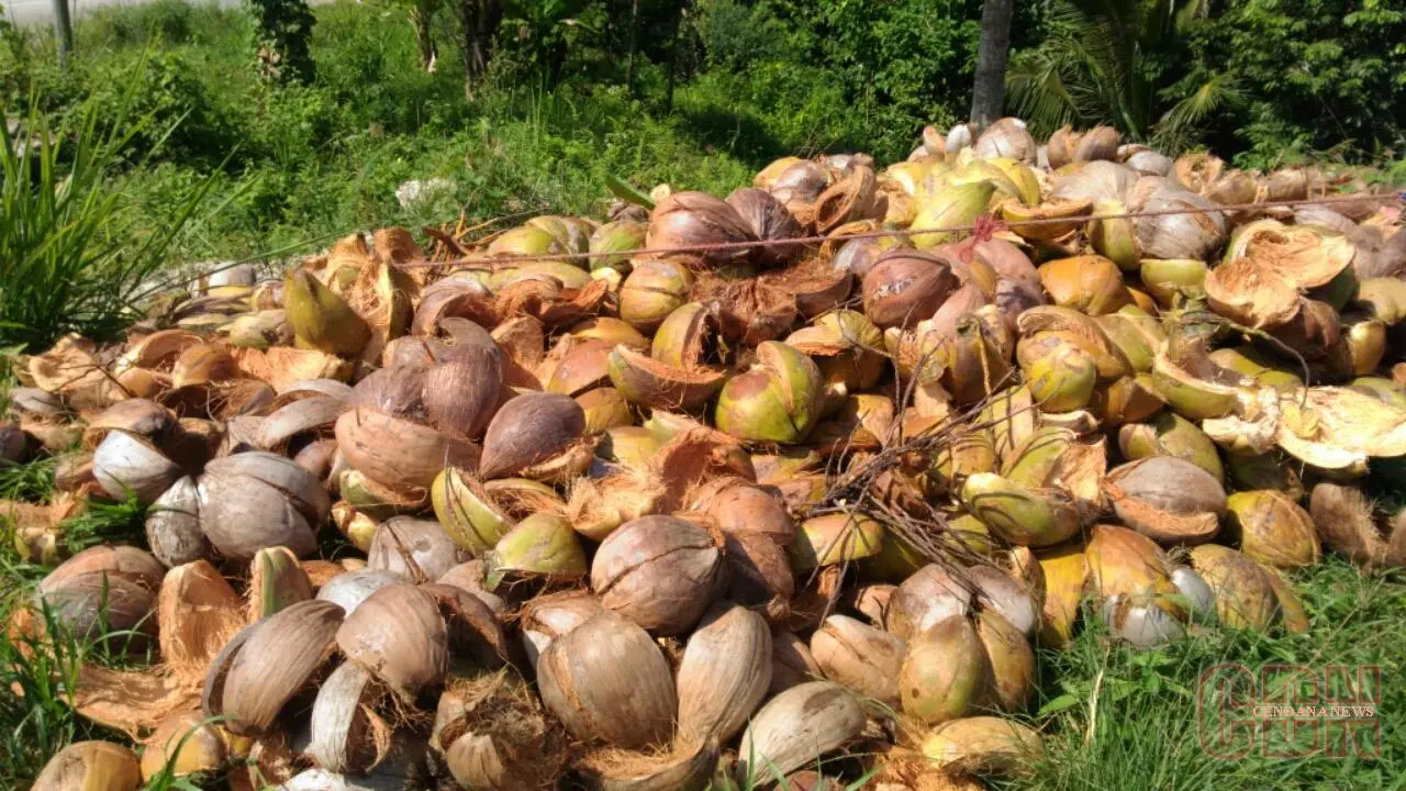 Kegunaan sabut kelapa