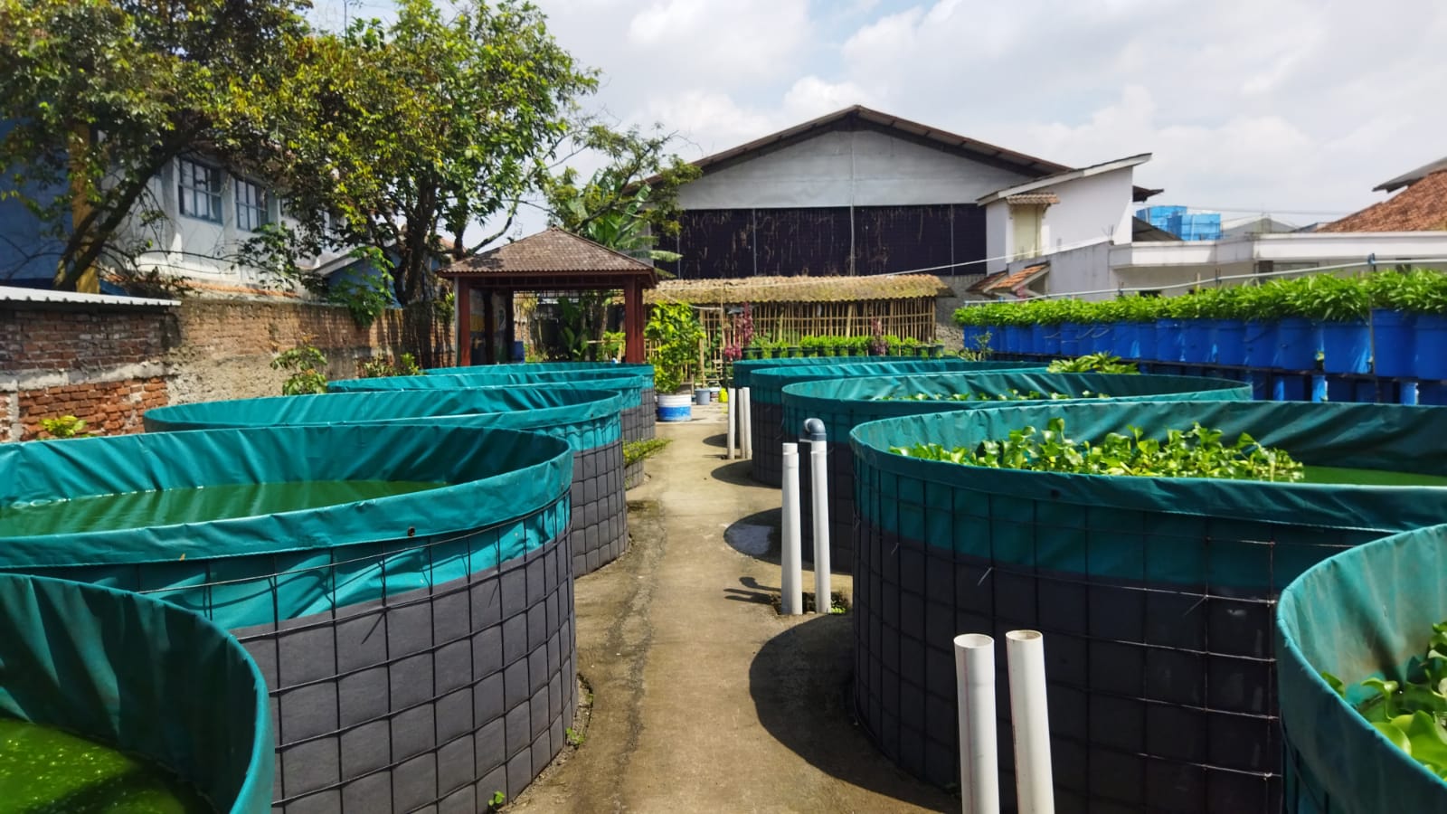 Budidaya ikan nila bioflok