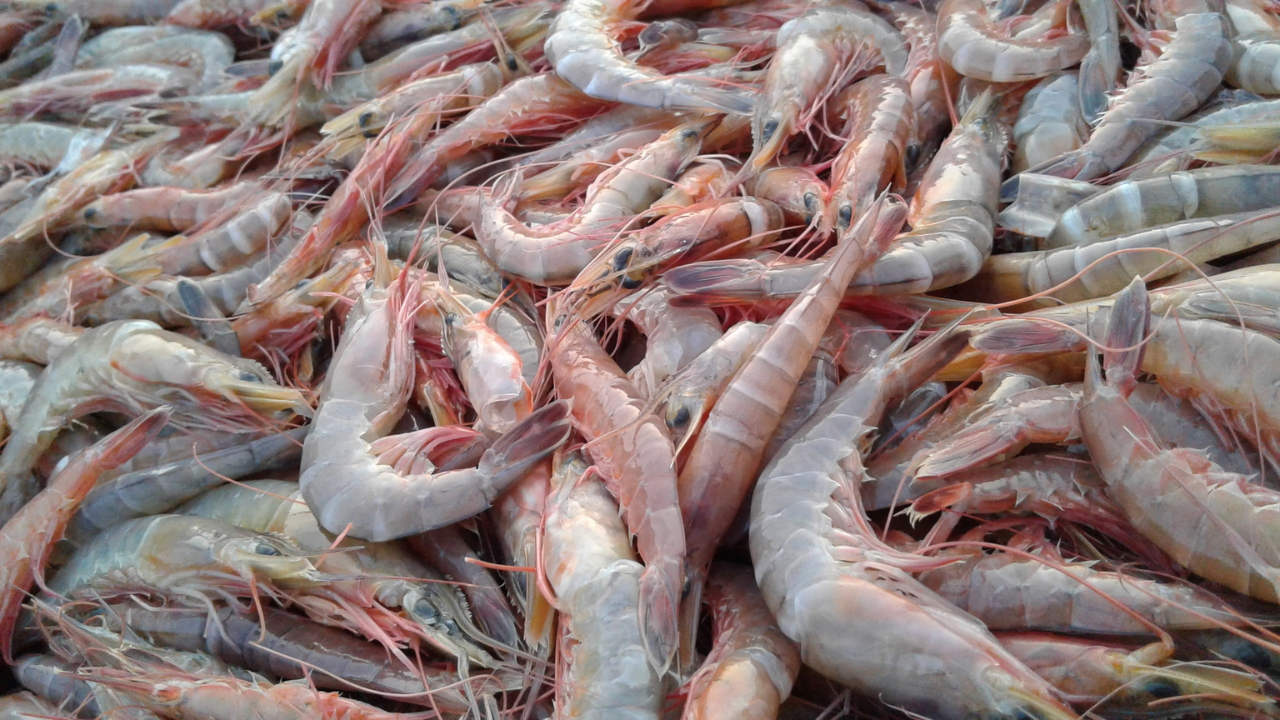 cara membuat pelet dari udang