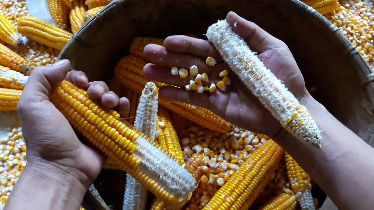 menggiling jagung secara manual