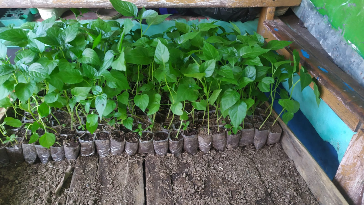 usaha pembibitan cabe