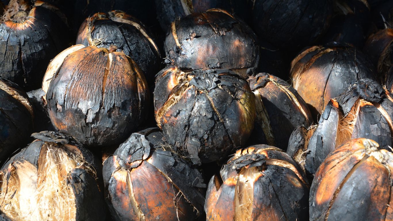 bisnis kelapa muda bakar