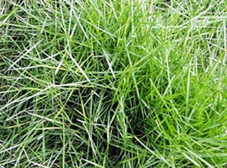 cara penanaman rumput hijau