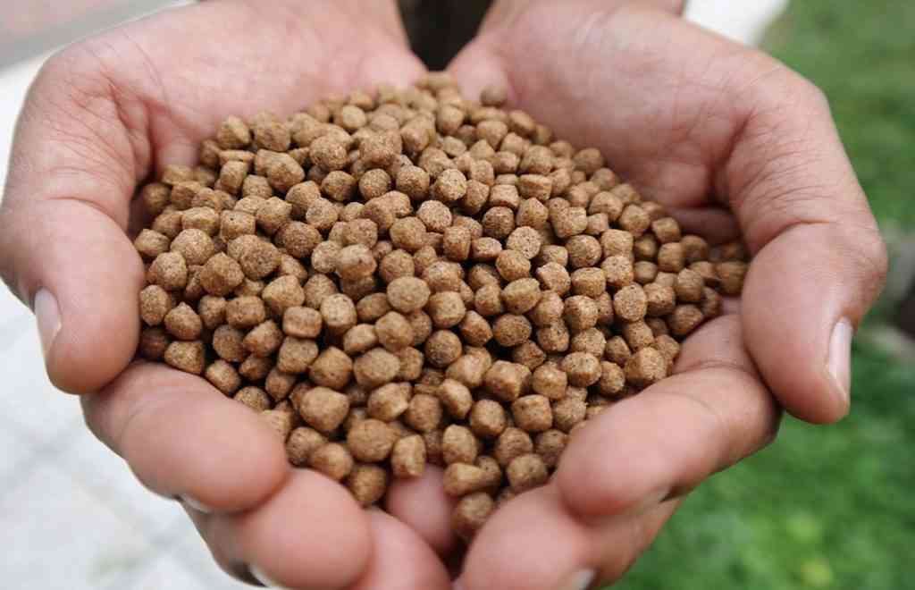usaha produksi pelet ikan