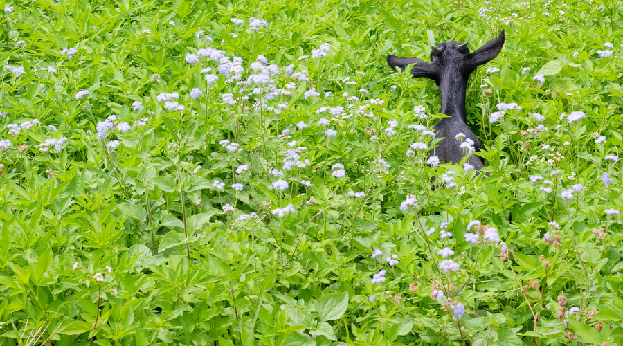 manfaat alat pencacah rumput