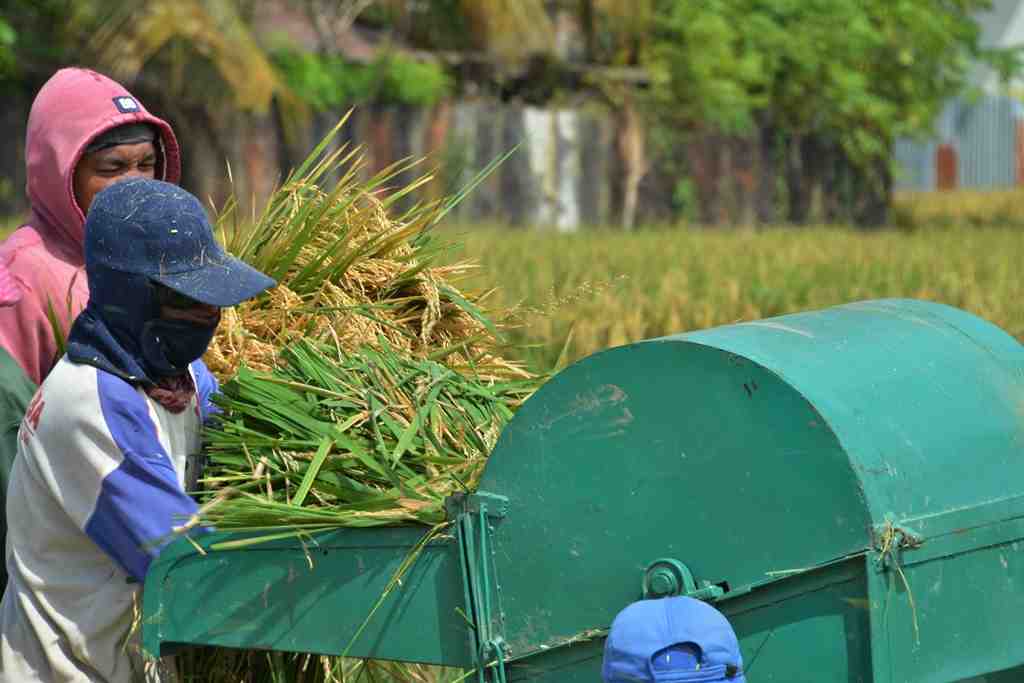proses perontokan padi