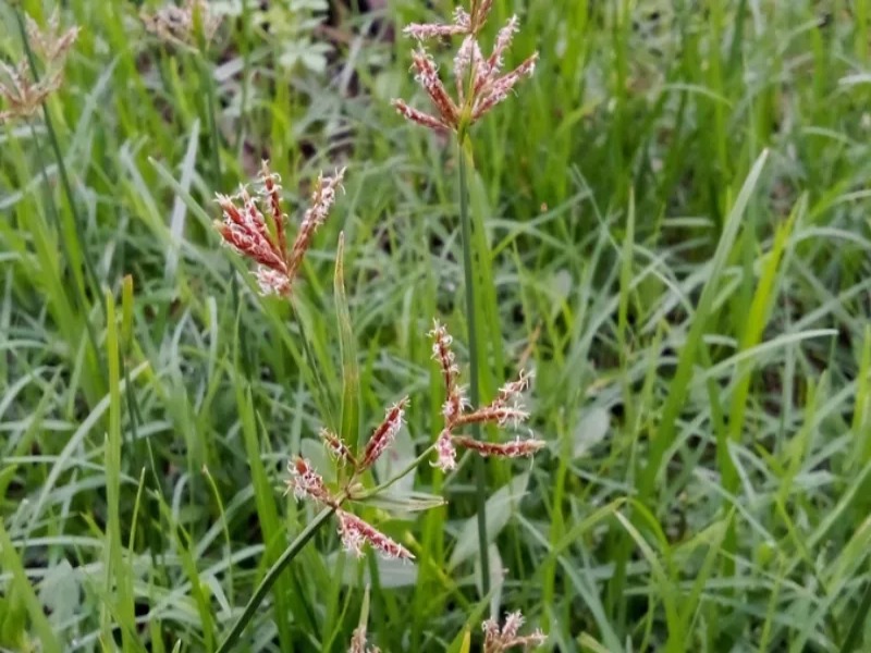 rumput teki untuk kesehatan