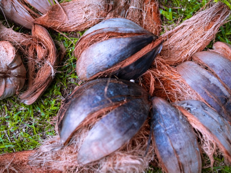 manfaat kulit kelapa untuk tanaman