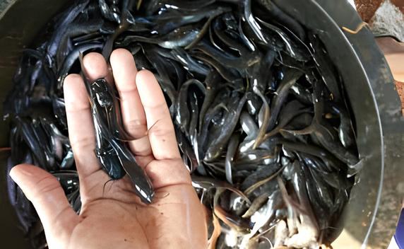 Panduan pemilihan bibit lele unggul