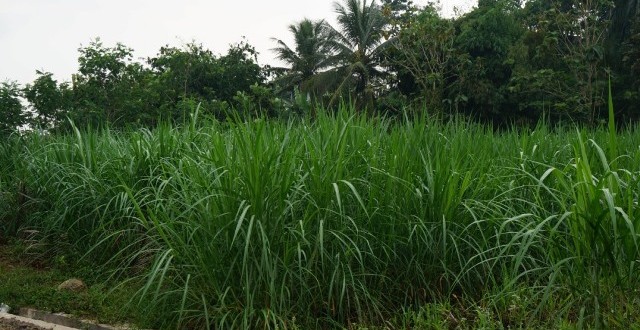 rumput raja pakan ruminansia