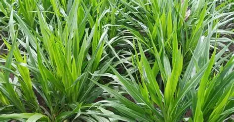 rumput odot cepat panen